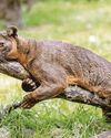 It's Blind Mate...saving a species, Cilla-style