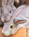 Wild rabbit virus fears Wild rabbit virus fears