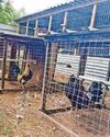 Two arrests as officers swoop in illegal cockfighting crackdown44
