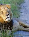 Inaction on ending trophy hunting is a stain on this nation18