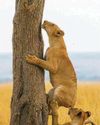 Wildlife having a wild old time61