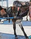 Brits plea to end donkey rides in Spanish hotspot Daily Express