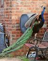 A scary tail! Rural village is attacked by peacocks Daily Express