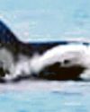 Rare sight of orcas in UK waters43