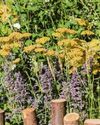 Mediterranean heat is on for gardens at RHS festival19