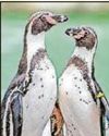 Hatchling saved by penguin dads50