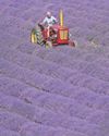 One man went to mauve a meadow of lavender4