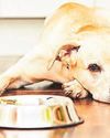 VEGAN DIET DISHES UP THE HEALTHIEST MEALS FOR DOGS Daily Express