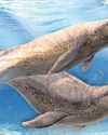 Beachcomber lands ancient whale that was just a-jawable Daily Express