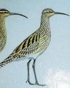 Worldwide threat to birds driven by deforestation34