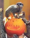 Beastly goings-on for zoos' Halloween26