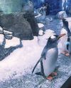 MP demands probe into penguin basement30