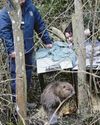 Site sees first beaver births in 400 years40