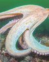 Year of the octopus in UK's warm seas Year of the octopus in UK's warm seas27