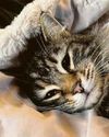 'Amazon snatch' cat Nora is back 'Amazon snatch' cat Nora is back35