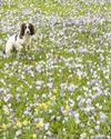 Spring? No, I said I'm a springer...2