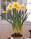 Best blooms to lift rooms Best blooms to lift rooms45