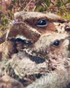 Not so difficult to see camouflaged nightjars as numbers double18