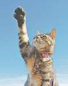 I've got that holiday feline33