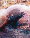 Lick at me! Newborn giant anteater welcomed by zoo39