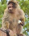 Ice cream-eating macaques 'scoff soil to help digestion'24
