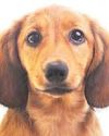 Dog thefts hit 25,000 in past 11 years Dog thefts hit 25,000 in past 11 years30