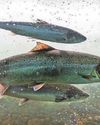 Water barriers are ‘huge problem’ for our wildlife Water barriers are ‘huge problem’ for our wildlife21
