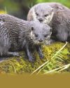 Lonely hearts pair are otter-ly smitten Lonely hearts pair are otter-ly smitten30