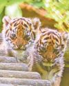 Lickle tiger to monkey nuts Lickle tiger to monkey nuts33