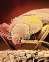 BED BUGS UK HEALTH INVADE AGENCY