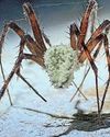 SPIDERS WIPED OUT BY HORROR BRAIN FUNGUS