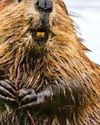 Beavers make water safe for wild swimmers