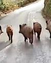 They're hog wild