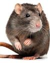 Strike's blamed for rats