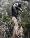 'Oldest' emu dies 'Oldest' emu dies