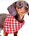 Charity neckers pawfect Charity neckers pawfect