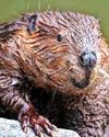 Beavers bid dam naughty Beavers bid dam naughty