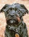 Rise in costs to hit pets Rise in costs to hit pets