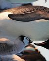 Pretty hard to pick up being a penguin Pretty hard to pick up being a penguin