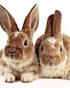 Bunnies buyers banned Bunnies buyers banned