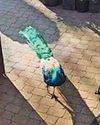 PEACOCK ABOUT PEACOCK ABOUT