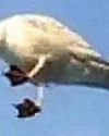 Psycho gull bombs uni Psycho gull bombs uni