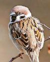 'Cockney' sparrows 'Cockney' sparrows