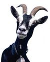 DON'T CALL ME A SILLY BILLY GOAT DON'T CALL ME A SILLY BILLY GOAT
