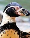'Oldest' penguin turns 37 'Oldest' penguin turns 37