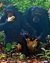 Apes go bananas over 'boozy' fruit Apes go bananas over 'boozy' fruit