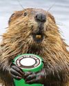 Cash for beavers! Cash for beavers!
