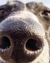 YOUR SNIFFER IS SCENT-SATIONAL YOUR SNIFFER IS SCENT-SATIONAL