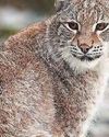 WILD LYNX LOVE SHACK WILD LYNX LOVE SHACK