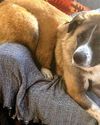 Looking after animals isn't Kidd's play Looking after animals isn't Kidd's play